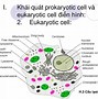 Mạng Lưới Nội Chất Trơn Có Chức Năng Gì